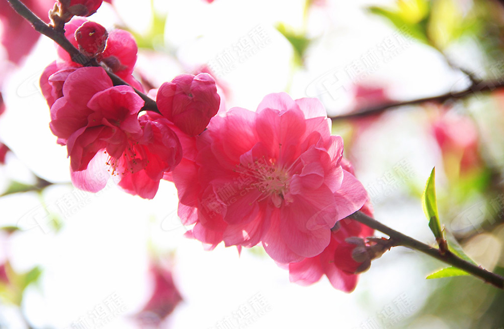 春暖花開，桂林鴻程誠邀您共賞春景！