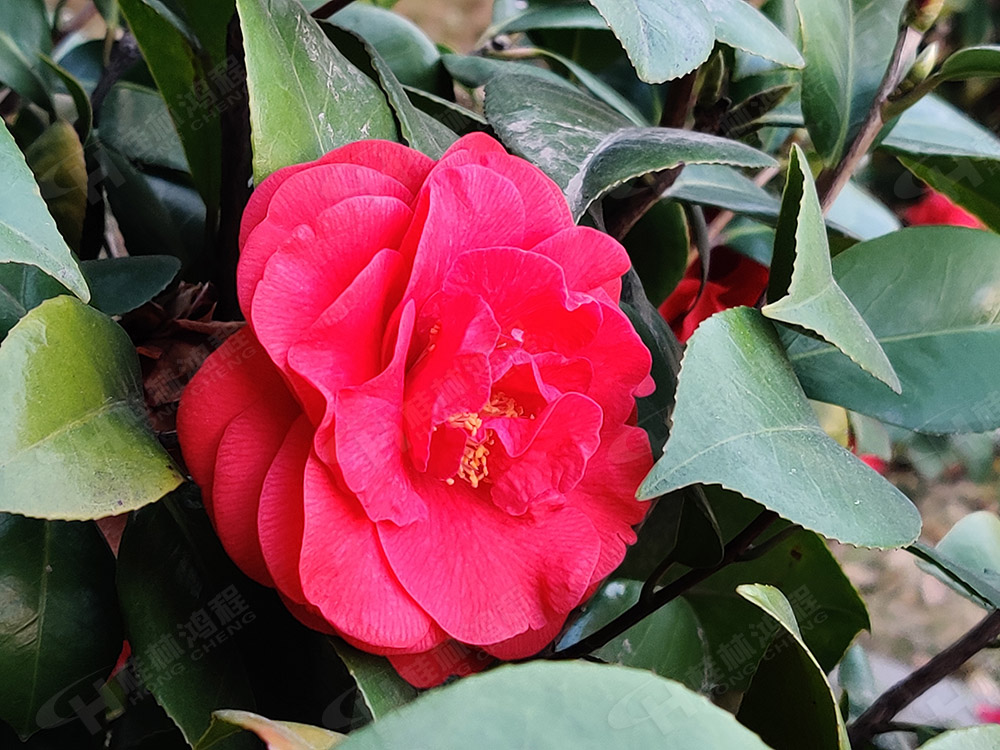 桂林鴻程花團錦簇，滿園春色，邀您一起共賞春景，共商大計！